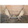 Image 2 : XL 23-Point MOOSE Antler Rack on a Skull Cap