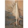 Image 3 : XL 23-Point MOOSE Antler Rack on a Skull Cap
