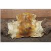Image 4 : XL 23-Point MOOSE Antler Rack on a Skull Cap