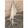 Image 5 : XL 23-Point MOOSE Antler Rack on a Skull Cap