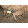 Image 6 : XL 23-Point MOOSE Antler Rack on a Skull Cap