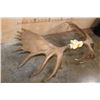 Image 7 : XL 23-Point MOOSE Antler Rack on a Skull Cap