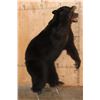 Image 2 : Life-sized "Waving" BLACK BEAR on Bolts with No Base