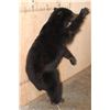 Image 4 : Life-sized "Waving" BLACK BEAR on Bolts with No Base
