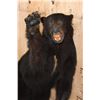 Image 5 : Life-sized "Waving" BLACK BEAR on Bolts with No Base