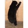 Image 6 : Life-sized "Waving" BLACK BEAR on Bolts with No Base