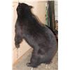 Image 7 : Life-sized "Waving" BLACK BEAR on Bolts with No Base
