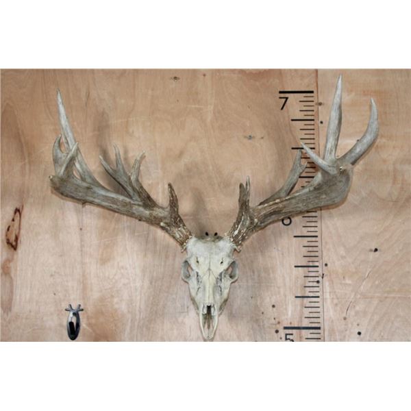 Big 17-Point Typical WHITETAIL DEER Skull