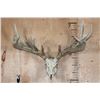Image 1 : Big 17-Point Typical WHITETAIL DEER Skull