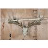 Image 2 : Big 17-Point Typical WHITETAIL DEER Skull