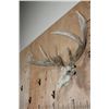 Image 3 : Big 17-Point Typical WHITETAIL DEER Skull