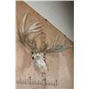 Image 4 : Big 17-Point Typical WHITETAIL DEER Skull