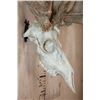 Image 5 : Big 17-Point Typical WHITETAIL DEER Skull