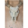 Image 6 : Big 17-Point Typical WHITETAIL DEER Skull