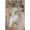 Image 7 : Big 17-Point Typical WHITETAIL DEER Skull