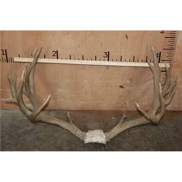 XXL 22-Point MULE DEER Antler Rack on a Skull Cap