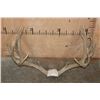 Image 2 : XXL 22-Point MULE DEER Antler Rack on a Skull Cap