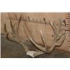 Image 3 : XXL 22-Point MULE DEER Antler Rack on a Skull Cap