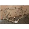 Image 4 : XXL 22-Point MULE DEER Antler Rack on a Skull Cap