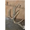 Image 5 : XXL 22-Point MULE DEER Antler Rack on a Skull Cap