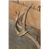 Image 6 : XXL 22-Point MULE DEER Antler Rack on a Skull Cap