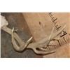 Image 7 : XXL 22-Point MULE DEER Antler Rack on a Skull Cap
