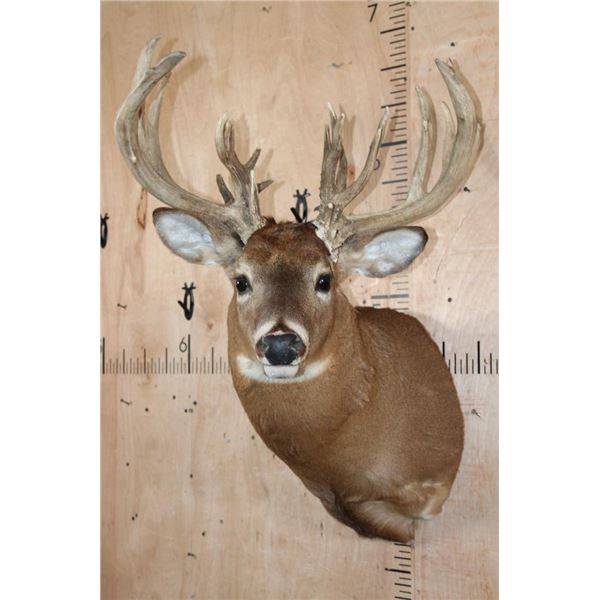 Heavy XL 25-Point WHITETAIL DEER Shoulder Mount with a 288 Score