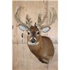 Image 1 : Heavy XL 25-Point WHITETAIL DEER Shoulder Mount with a 288 Score