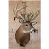 Image 2 : Heavy XL 25-Point WHITETAIL DEER Shoulder Mount with a 288 Score