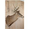 Image 3 : Heavy XL 25-Point WHITETAIL DEER Shoulder Mount with a 288 Score