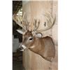 Image 4 : Heavy XL 25-Point WHITETAIL DEER Shoulder Mount with a 288 Score