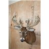 Image 5 : Heavy XL 25-Point WHITETAIL DEER Shoulder Mount with a 288 Score