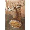 Image 6 : Heavy XL 25-Point WHITETAIL DEER Shoulder Mount with a 288 Score