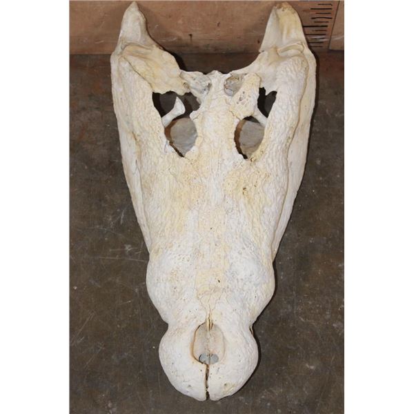 XXL CROCODILE Skull with No Teeth