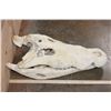 Image 2 : XXL CROCODILE Skull with No Teeth