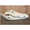 Image 3 : XXL CROCODILE Skull with No Teeth