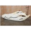 Image 4 : XXL CROCODILE Skull with No Teeth
