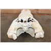 Image 5 : XXL CROCODILE Skull with No Teeth