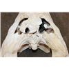 Image 6 : XXL CROCODILE Skull with No Teeth