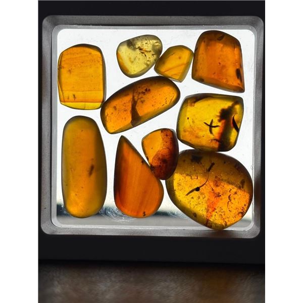 10 Pieces of Authentic Myanmar AMBER Fossil Specimens with Insect Inclusions