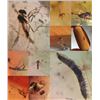 Image 2 : 10 Pieces of Authentic Myanmar AMBER Fossil Specimens with Insect Inclusions