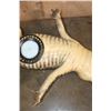 Image 10 : *Real Skin* XL ALLIGATOR Billiard Light