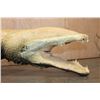 Image 12 : *Real Skin* XL ALLIGATOR Billiard Light