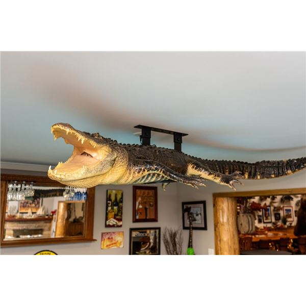 *Real Skin* XL ALLIGATOR Billiard Light