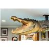 Image 2 : *Real Skin* XL ALLIGATOR Billiard Light