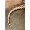 Image 8 : *Real Skin* XL ALLIGATOR Billiard Light