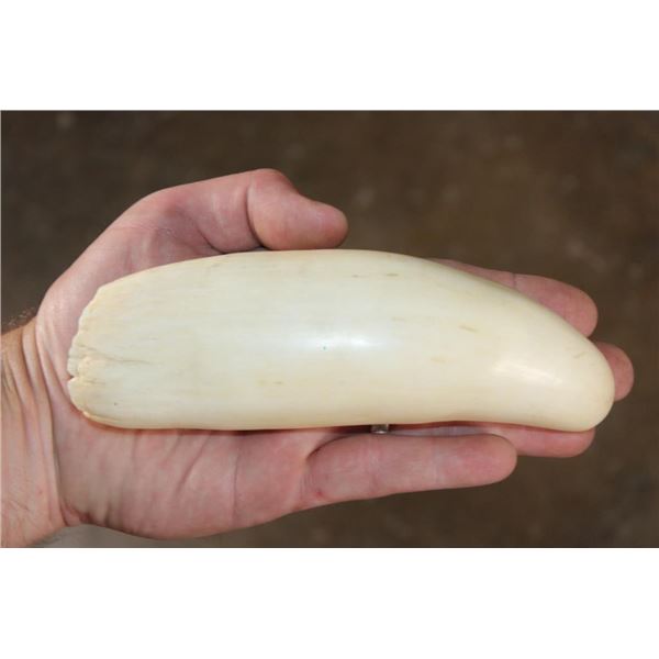 Pre 1972 XXL SPERM WHALE TOOTH