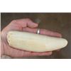 Image 2 : Pre 1972 XXL SPERM WHALE TOOTH
