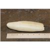 Image 4 : Pre 1972 XXL SPERM WHALE TOOTH