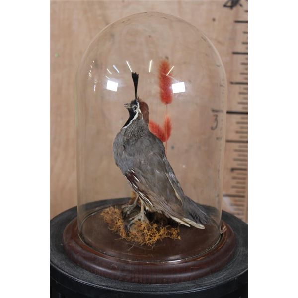 CALIFORNIA QUAIL in a Glass Cloche Display